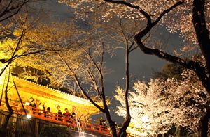 上野公園の桜の写真